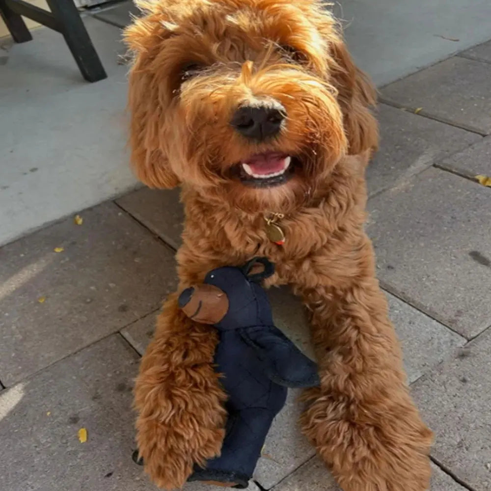 🐻‍❄️ JUGUETE INTERACTIVO - Lo mantiene ocupado, feliz y lejos de tus tenis favoritos.